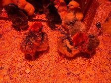 Day old Gold Deathlayer chicks! - Photo 2