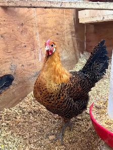 Day old Gold Deathlayer chicks! - Photo 3