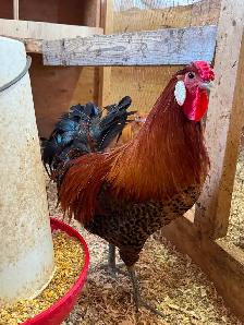 Day old Gold Deathlayer chicks! - Photo 4