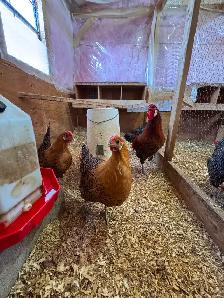 Day old Gold Deathlayer chicks! - Photo 5