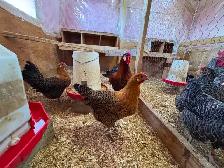 Day old Gold Deathlayer chicks! - Photo 6