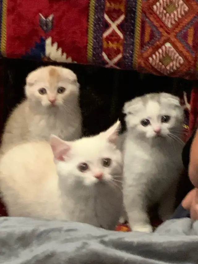 Scottish Shorthair Kittens