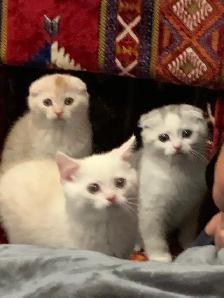 Scottish Shorthair Kittens