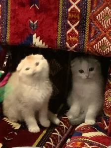 Scottish Shorthair Kittens - Photo 2