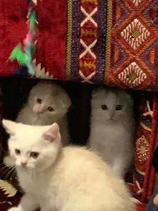 Scottish Shorthair Kittens - Photo 3