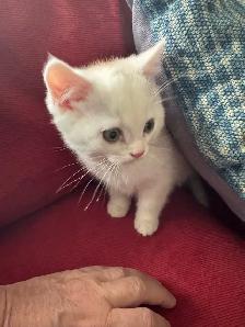 Scottish Shorthair Kittens - Photo 4