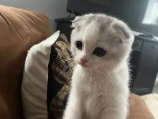 Scottish Shorthair Kittens - Photo 5
