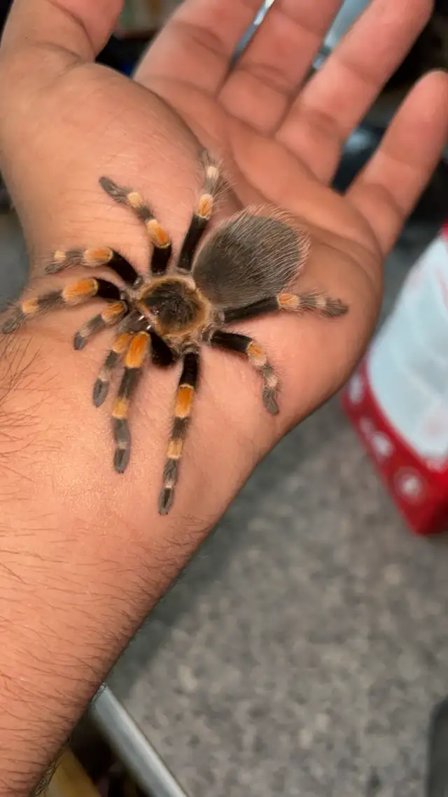 Mexican Red Knee Tarantula | With enclosure