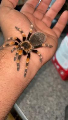 Mexican Red Knee Tarantula | With enclosure