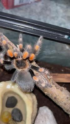Mexican Red Knee Tarantula | With enclosure - Photo 2