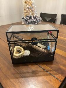 Mexican Red Knee Tarantula | With enclosure - Photo 3