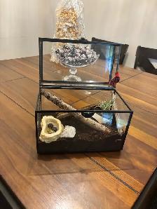 Mexican Red Knee Tarantula | With enclosure - Photo 4