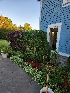 Experienced Gardener Available – New Beds, Planting & Pruning! - Photo 4