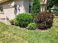 Experienced Gardener Available – New Beds, Planting & Pruning! - Photo 9