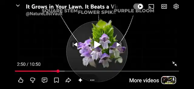 prunella Carpenters herb that heals everything