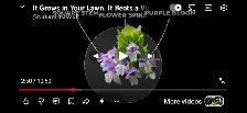 prunella Carpenters herb that heals everything