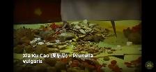 prunella Carpenters herb that heals everything - Photo 2