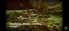 prunella Carpenters herb that heals everything - Photo 4