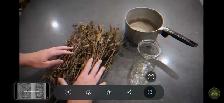 prunella Carpenters herb that heals everything - Photo 5