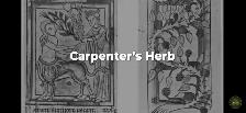 prunella Carpenters herb that heals everything - Photo 6