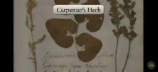 prunella Carpenters herb that heals everything - Photo 7