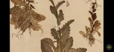 prunella Carpenters herb that heals everything - Photo 9
