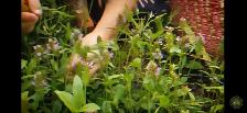 prunella Carpenters herb that heals everything - Photo 10