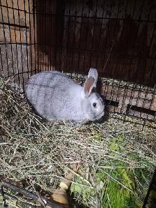 Flemish Giant
