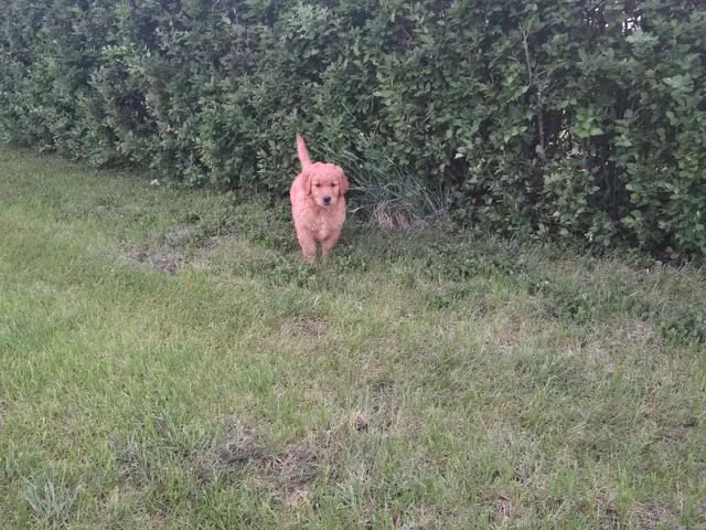 Purebred Golden Retriever Puppies
