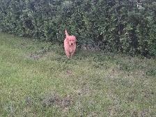 Purebred Golden Retriever Puppies