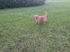 Purebred Golden Retriever Puppies - Photo 2