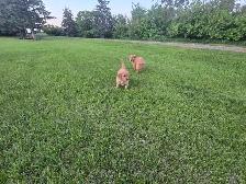 Purebred Golden Retriever Puppies - Photo 3