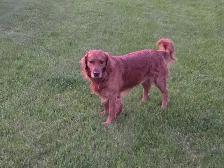 Purebred Golden Retriever Puppies - Photo 4