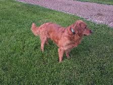 Purebred Golden Retriever Puppies - Photo 5