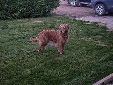 Purebred Golden Retriever Puppies - Photo 6