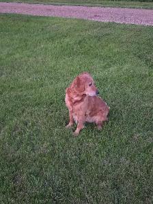 Purebred Golden Retriever Puppies - Photo 7