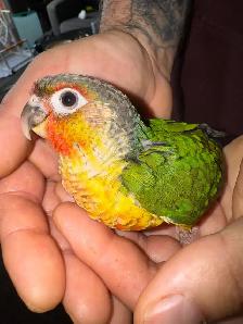 yellowsided conure baby