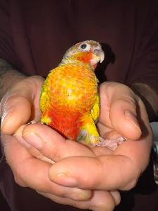 yellowsided conure baby - Photo 2