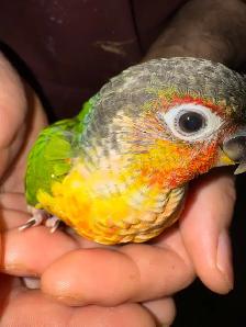 yellowsided conure baby - Photo 3
