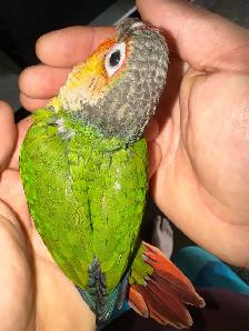 yellowsided conure baby - Photo 4