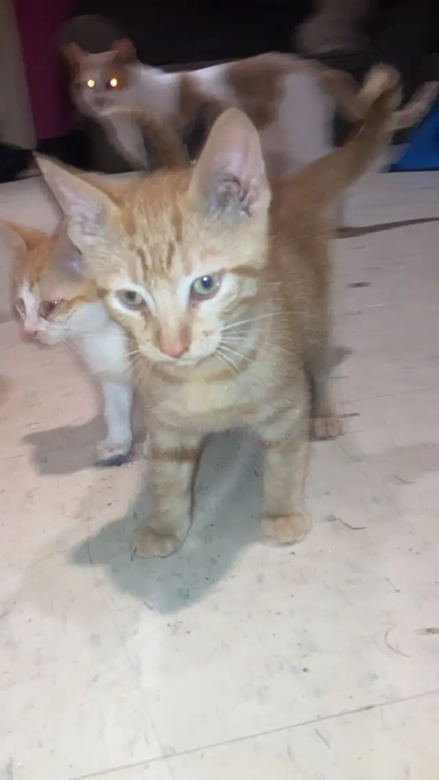 kittens for sale