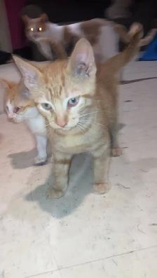 kittens for sale