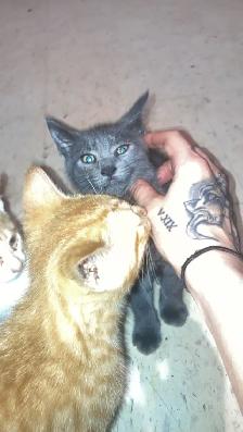 kittens for sale - Photo 2
