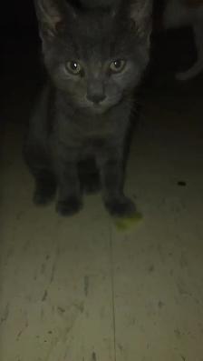 kittens for sale - Photo 3