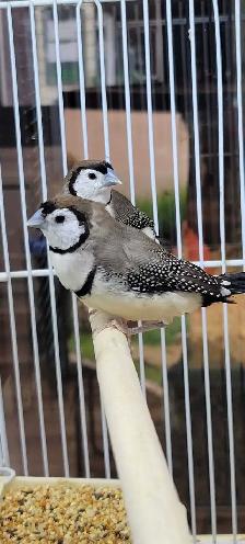 owl finches