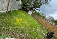 grass/sod