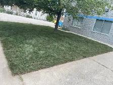 grass/sod - Photo 5