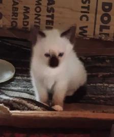 chatons Ragdoll à adopter - Photo 3