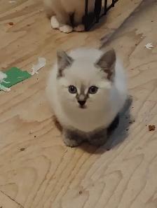 chatons Ragdoll à adopter - Photo 7
