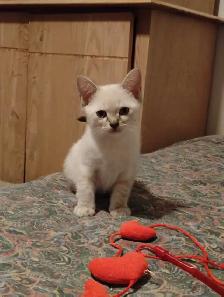 chatons Ragdoll à adopter - Photo 8